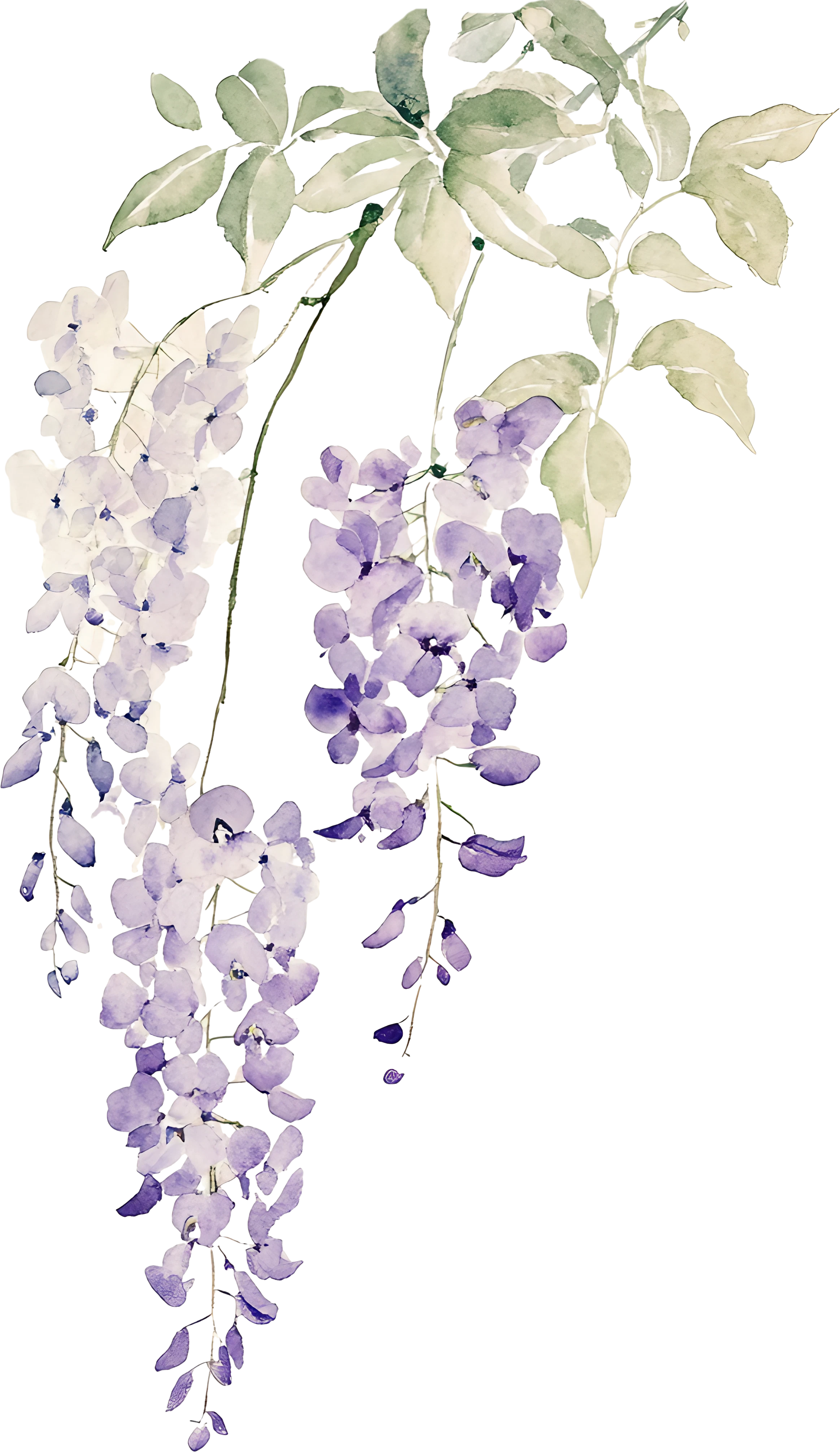 Flor Wisteria